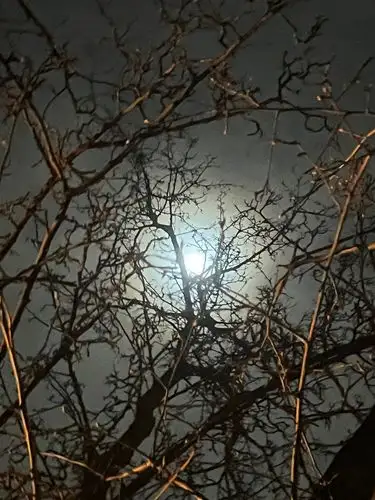 Ethereal moon veiled by skeletal branches.